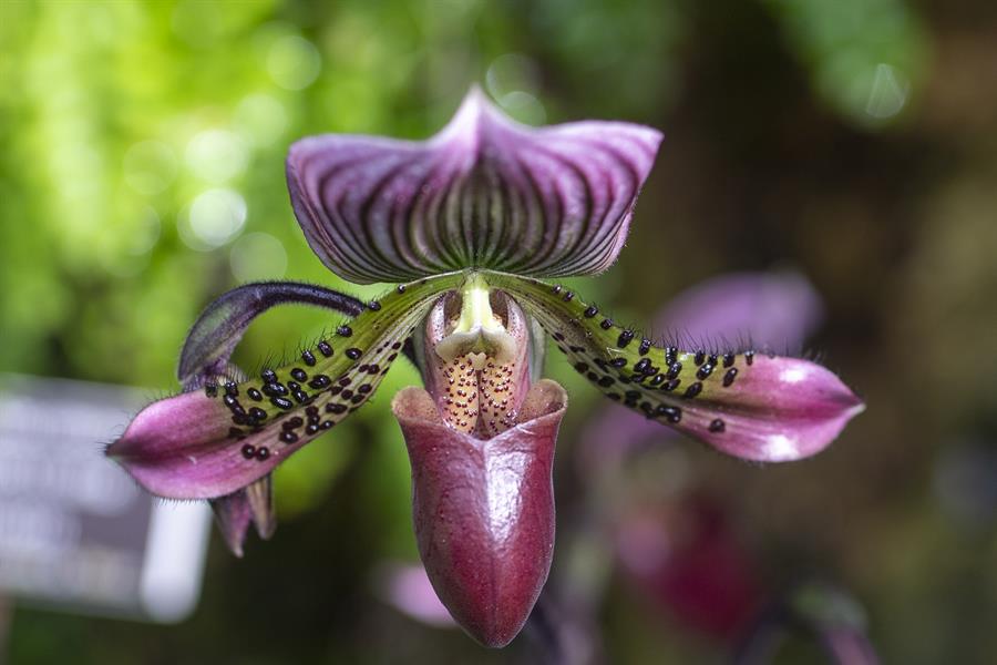 Descubren una nueva especie de orquídea en el sur de China