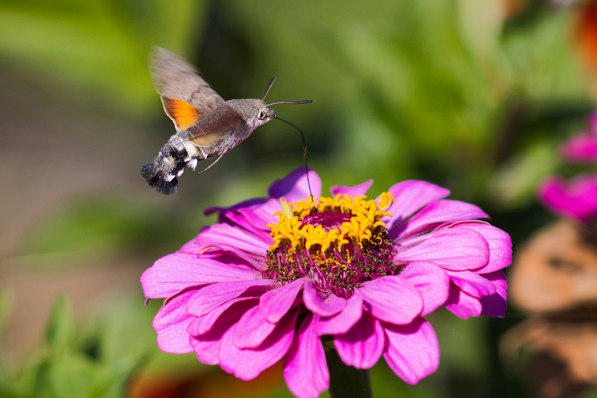 Los contaminantes atmosféricos espantan a los polinizadores de las flores