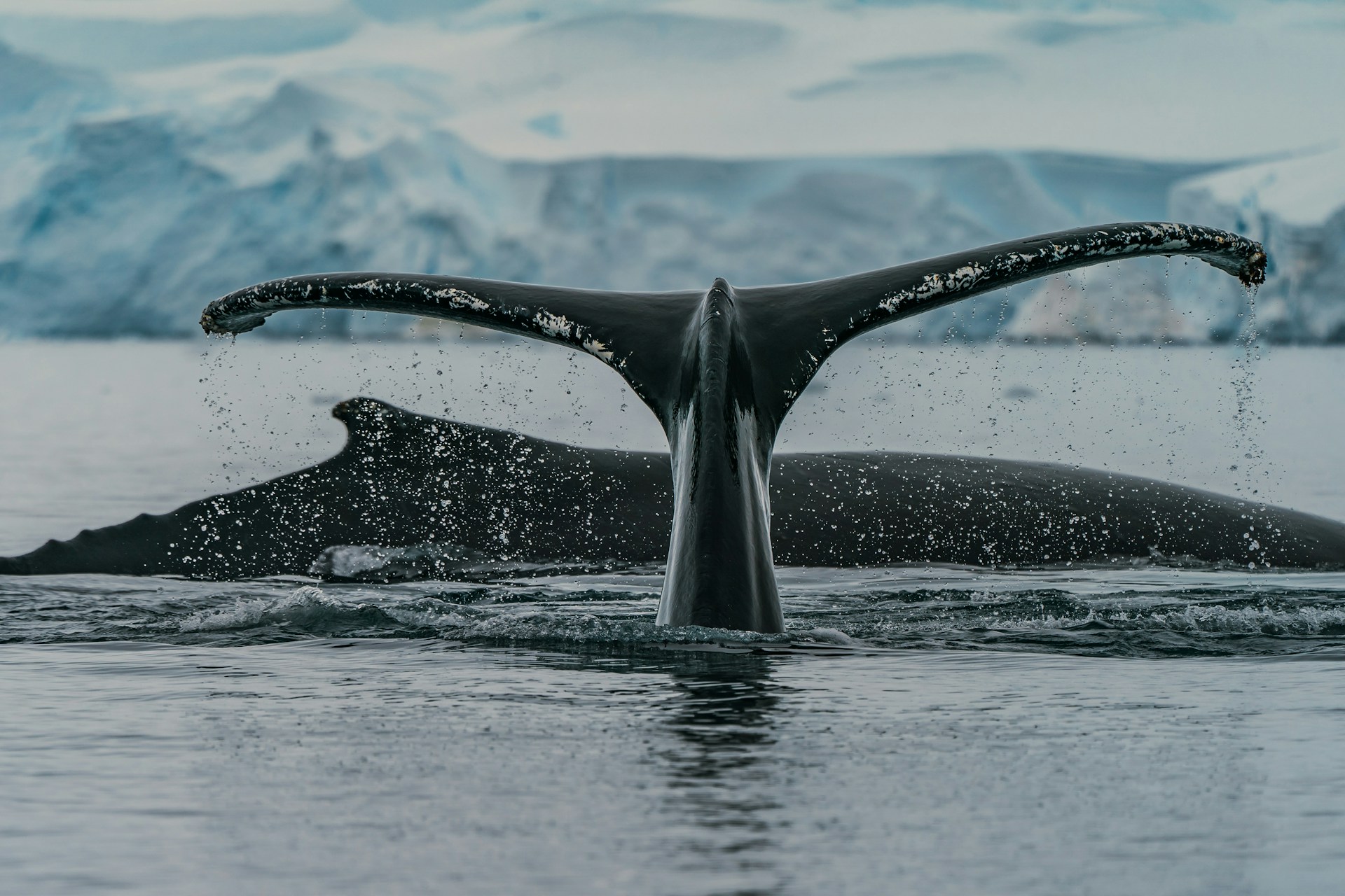 Los sonidos de la Antártida: desde «naves espaciales» hasta cantos de ballenas