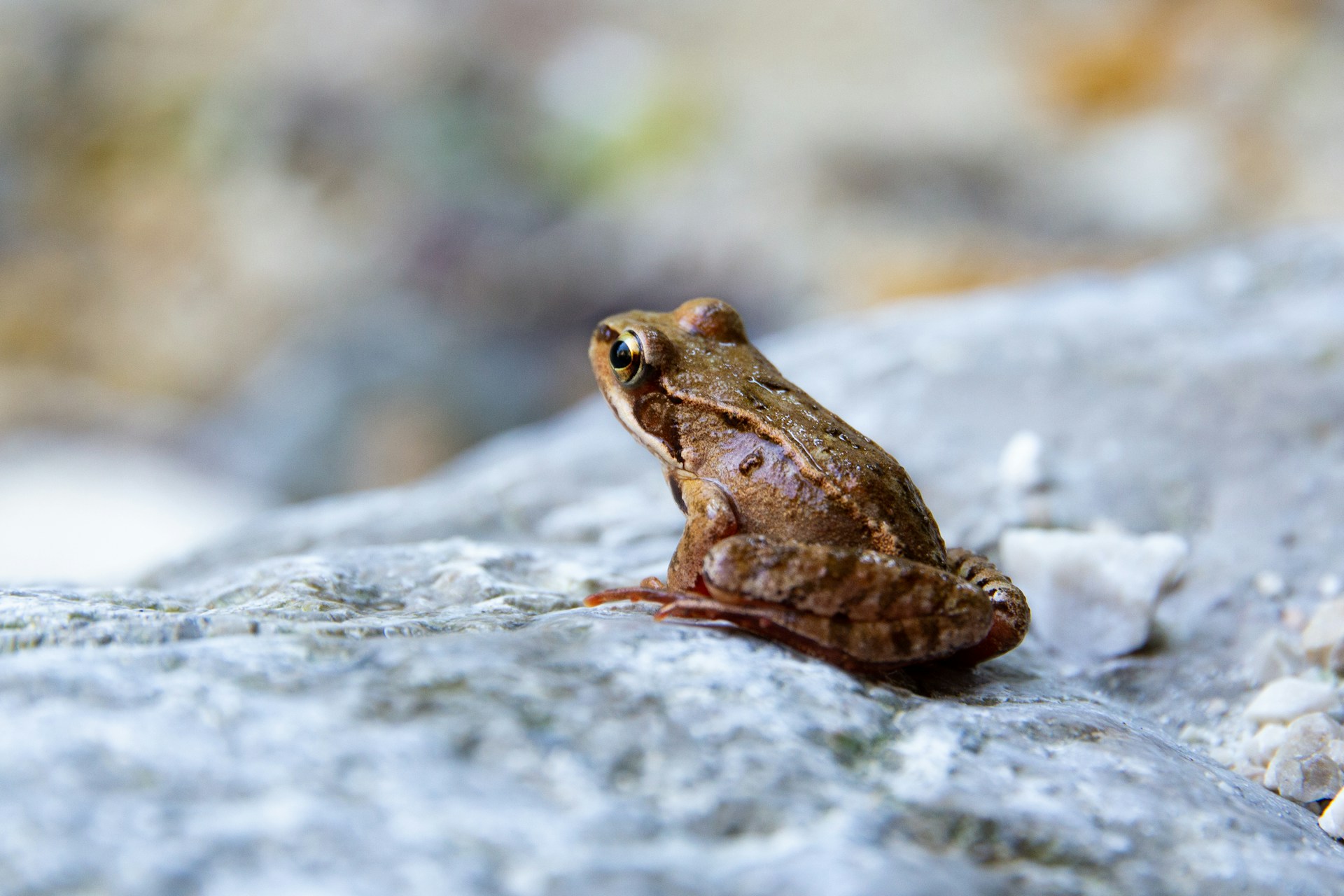 Presentan una guía científica sobre ranas y sapos de los Andes del norte de Ecuador