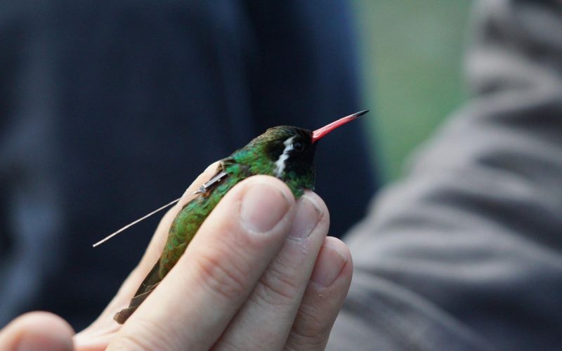 Por primera vez en el mundo, colocan radiotransmisores a colibríes en Jalisco