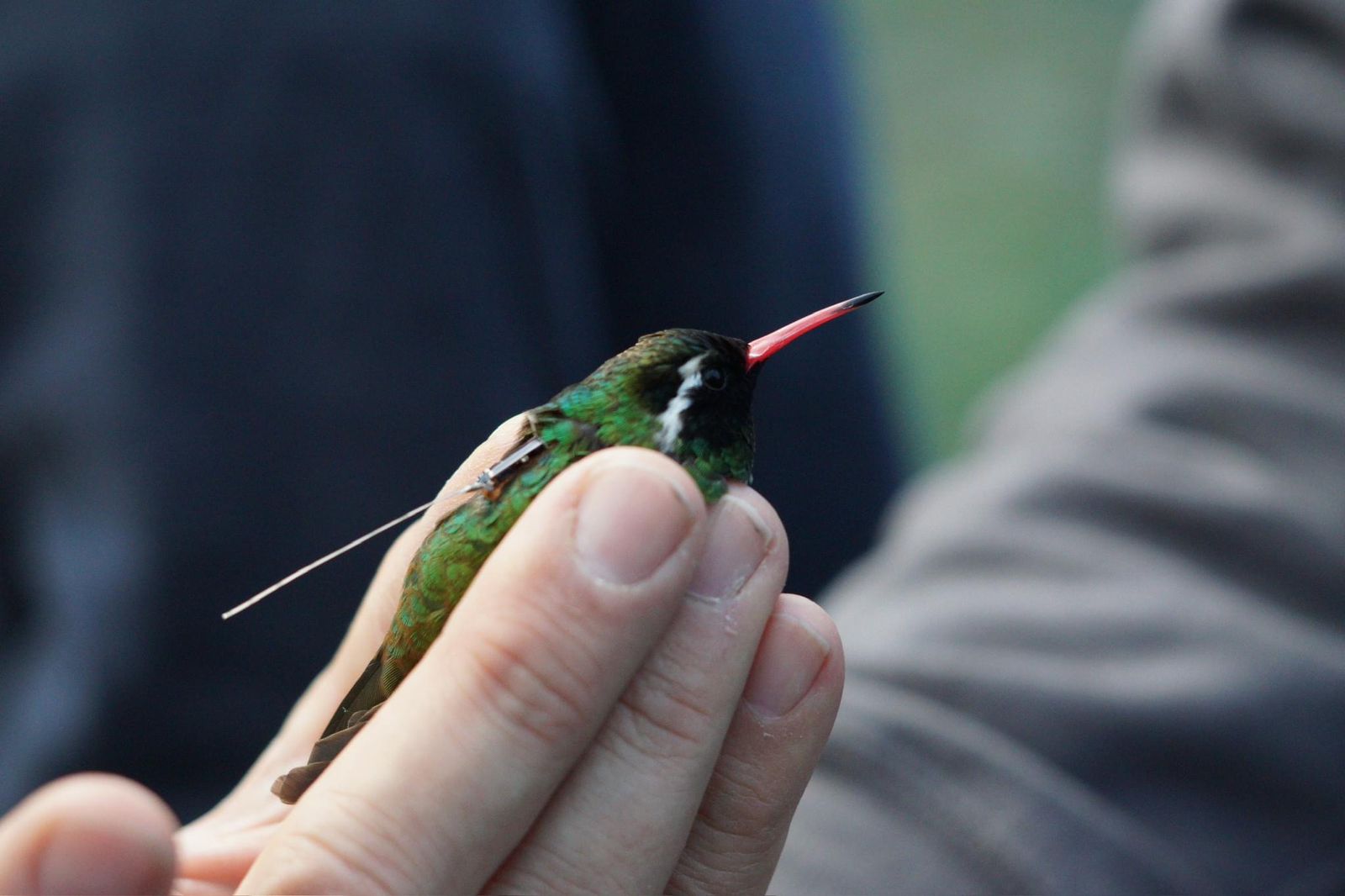 Por primera vez en el mundo, colocan radiotransmisores a colibríes en Jalisco