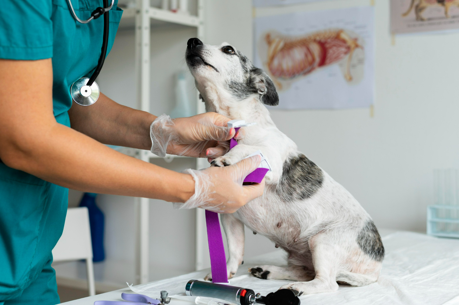 ¿Cómo brindar primeros auxilios a tu mascota? Aquí te explicamos