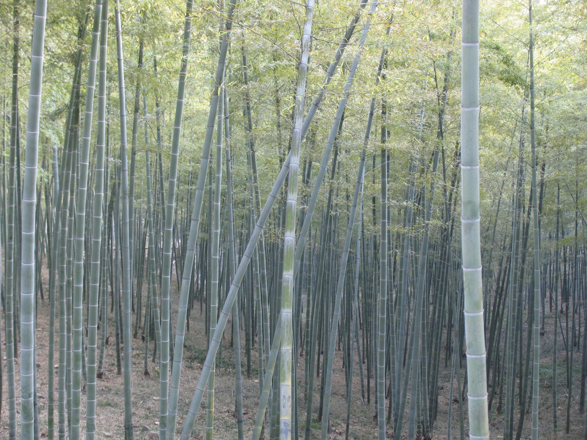 Expertos chinos destacan el potencial del bambú como alimento «sostenible» para el futuro