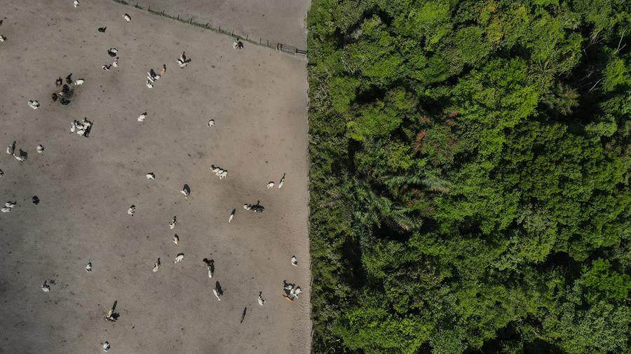 La deforestación en la Amazonía brasileña se redujo un 29,7 % en febrero