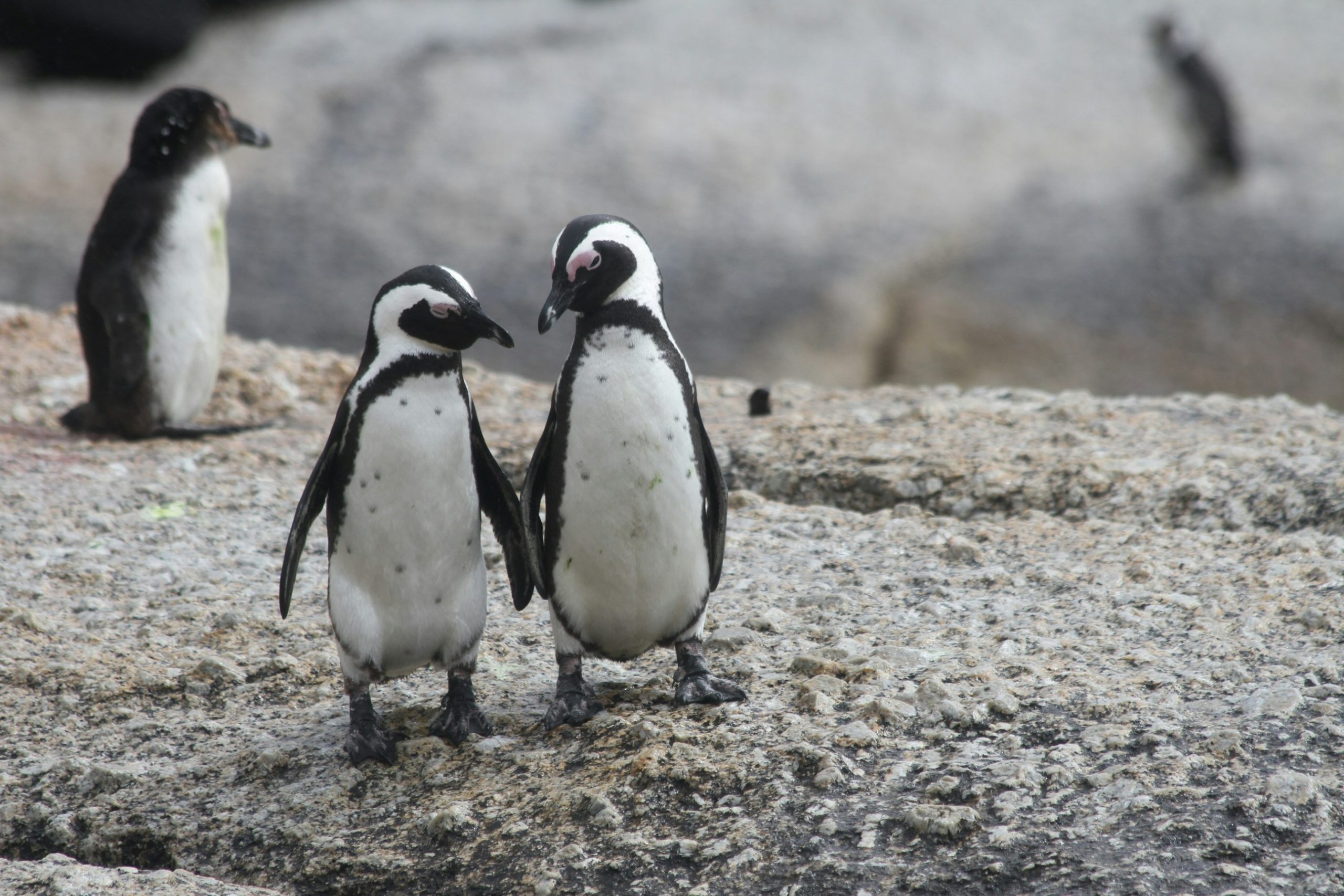 Argentinos monitorean remotamente la vida de pingüinos y otras aves