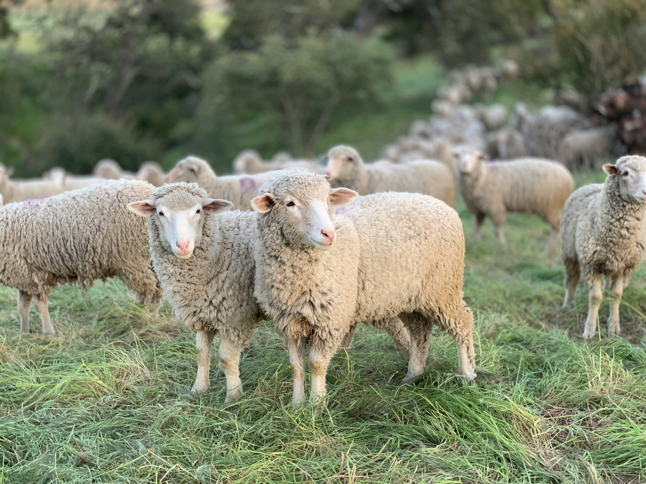 En México buscan alternativas naturales para la producción pecuaria