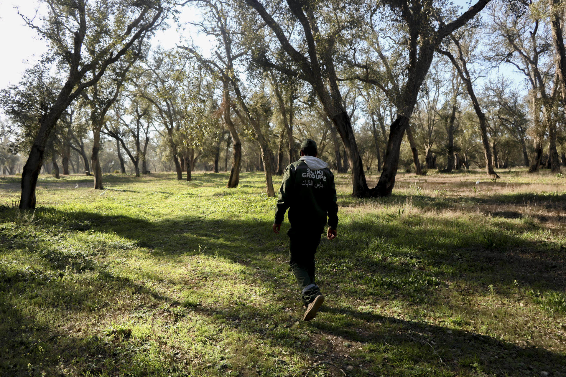 Marruecos busca recuperar sus bosques dañados por la sequía y el pastoreo