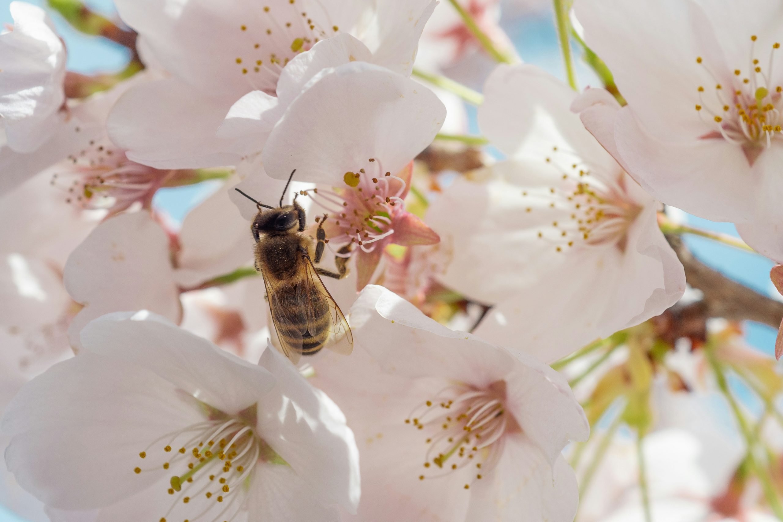 Colombianos crean una fórmula que protege a las abejas de los plaguicidas