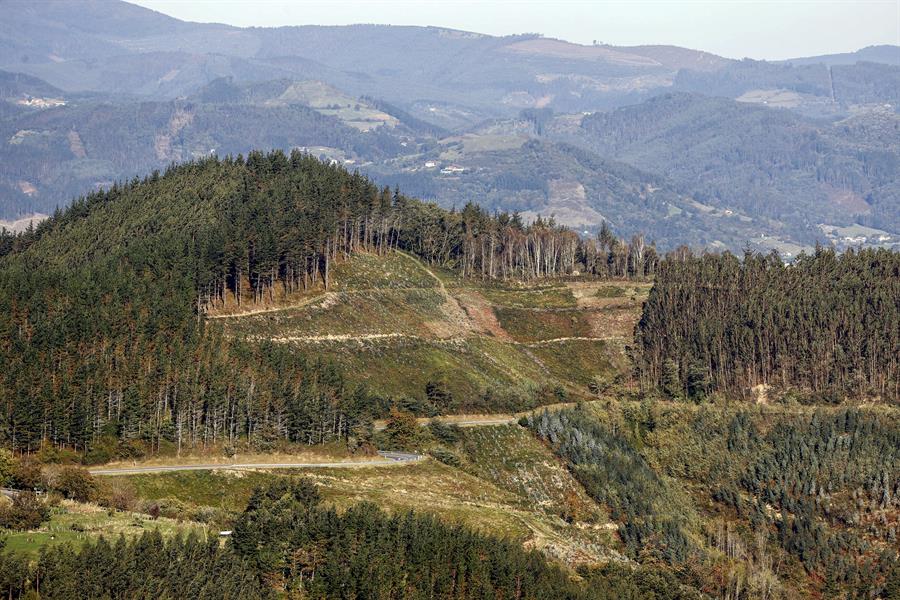 Día Mundial de los Bosques: Innovación, mejor gestión forestal y restauración de ecosistemas