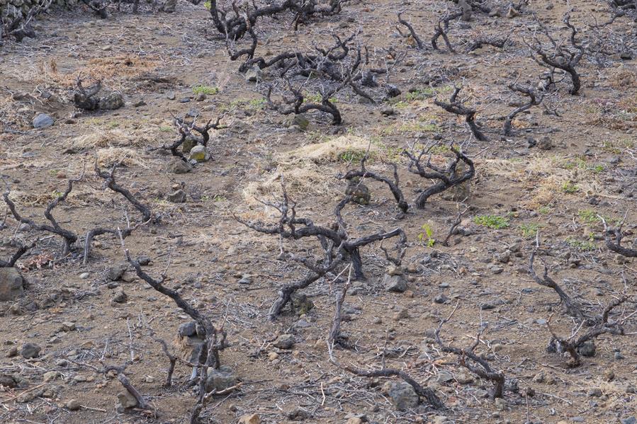 Cincuenta años después del Plan de Agua de la ONU, 2.200 millones de personas carecen del recurso