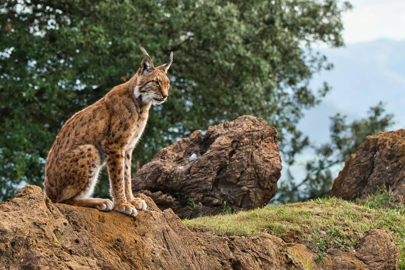 El lince ibérico también se infecta por el virus de la covid-19