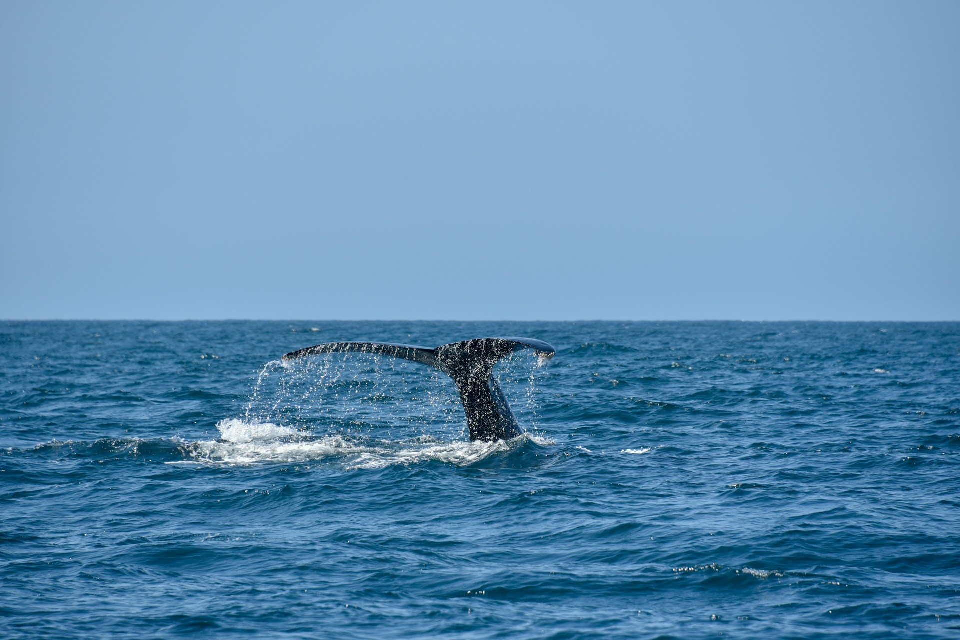 Tras la «huella digital» de las ballenas jorobadas para su conservación