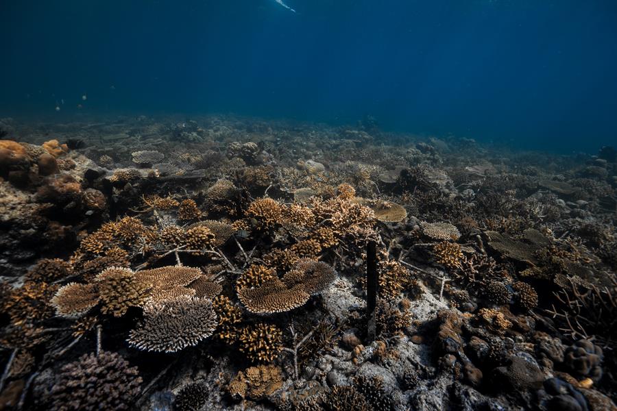 La plantación de coral logra recuperar un arrecife en solo cuatro años