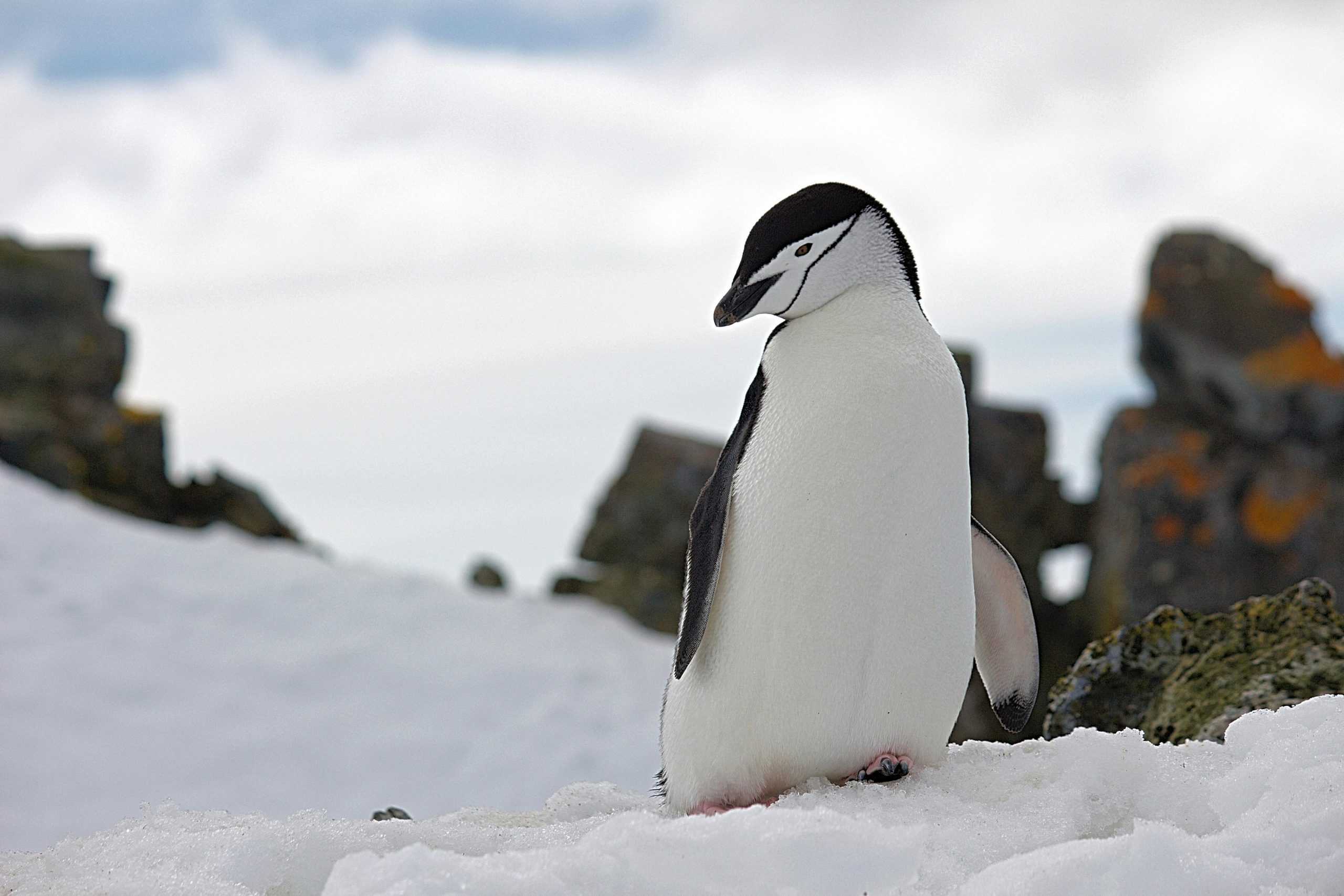 Detectan por primera vez virus de la gripe aviar en pingüinos de la Antártida