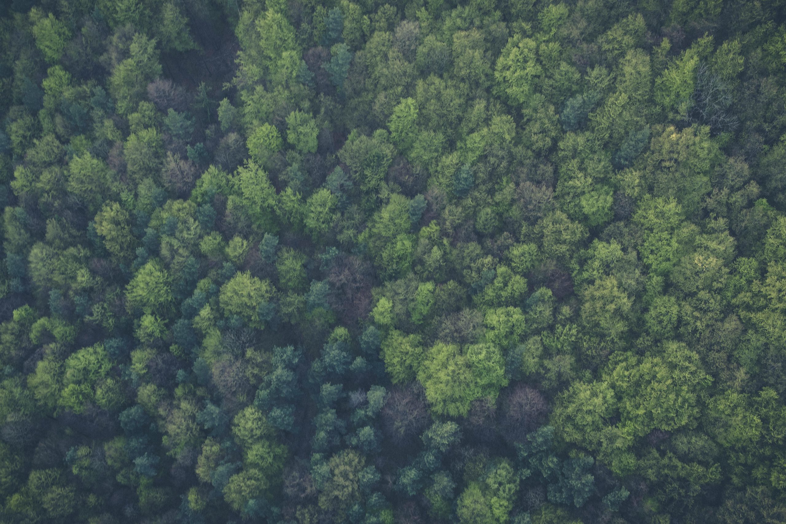 Comunidades indígenas emberá protegen los bosques en Panamá