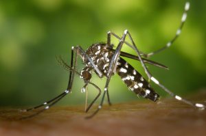 Mosquito Aedes aegypti, transmisor del dengue