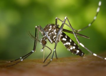 Mosquito Aedes aegypti, transmisor del dengue