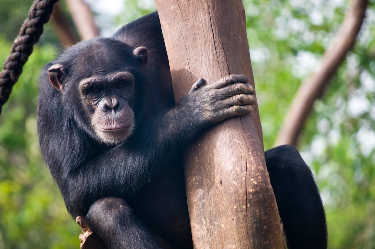 Estudio comprueba que existe aprendizaje social en animales