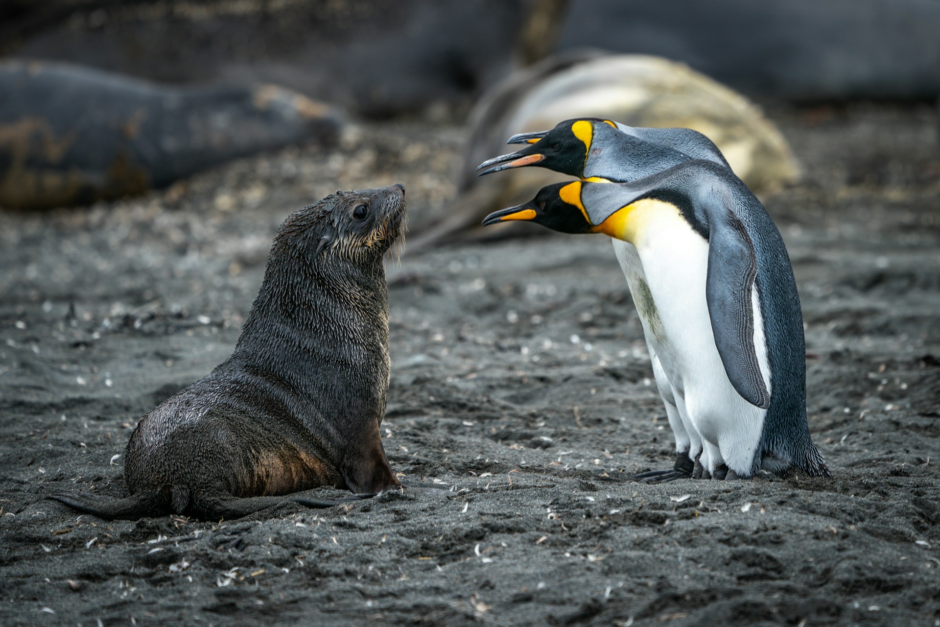 El cambio climático modifica algunos rasgos de la personalidad de los pingüinos