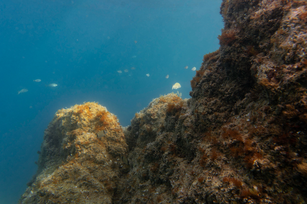 Descubren más de 50 nuevas especies submarinas en las costas de Chile