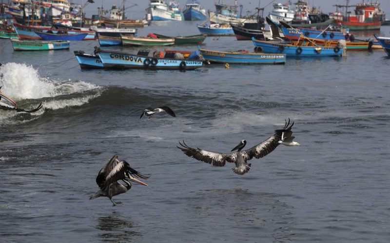 Perú crea la Reserva Nacional Mar Tropical Grau para proteger la biodiversidad marina