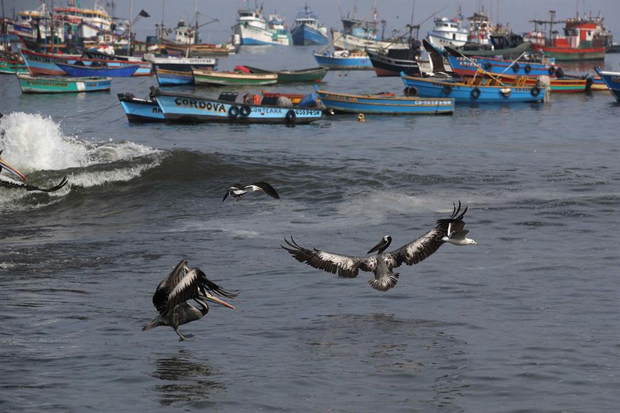 Perú crea la Reserva Nacional Mar Tropical Grau para proteger la biodiversidad marina