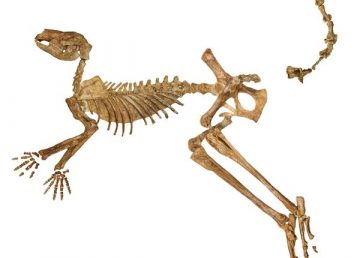 Esqueleto fósil casi completo del extinto canguro gigante Protemnodon viator del lago Callabonna