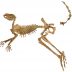 Esqueleto fósil casi completo del extinto canguro gigante Protemnodon viator del lago Callabonna