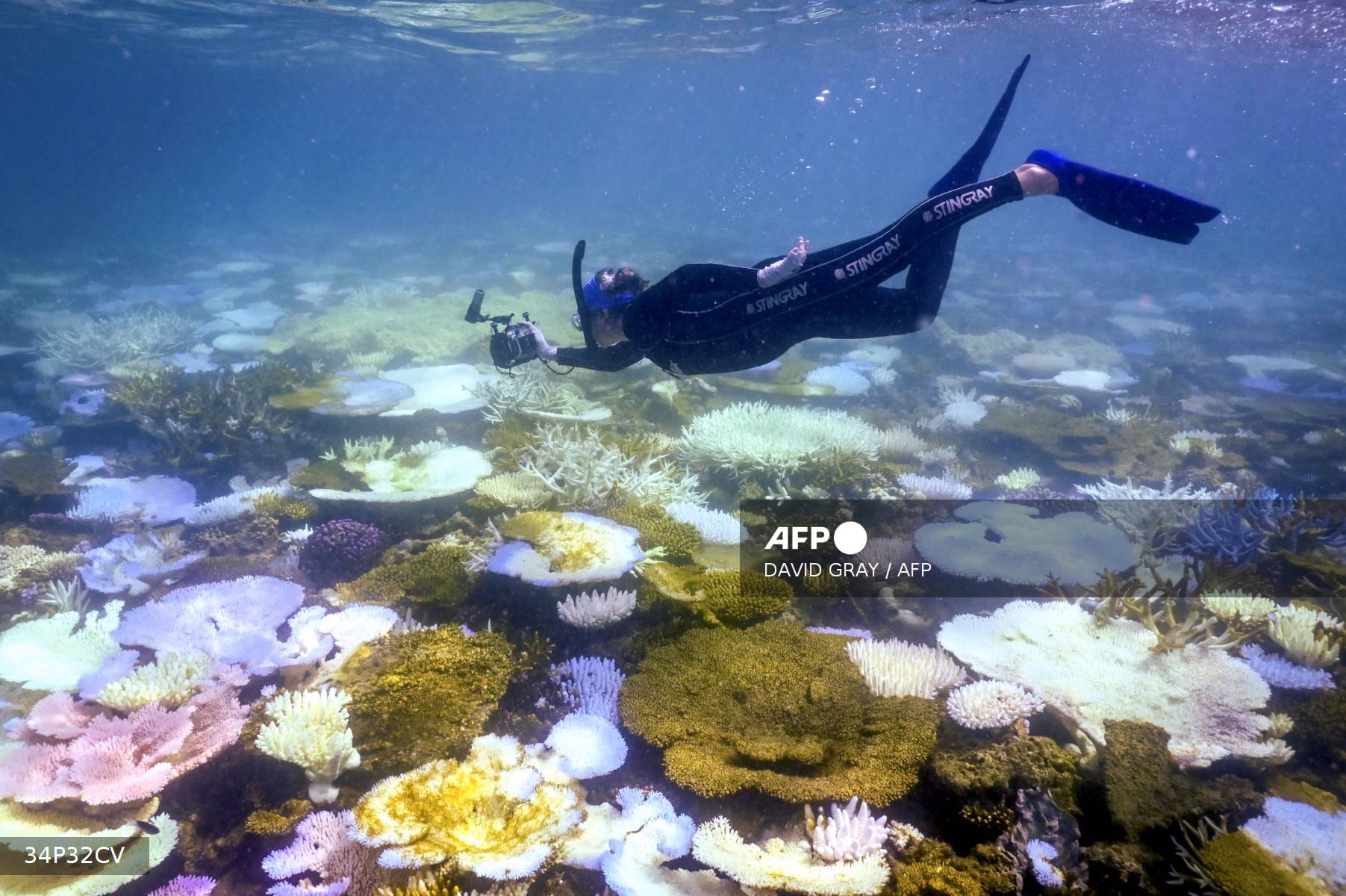 La Gran Barrera de Coral de Australia sufre el peor blanqueamiento jamás registrado