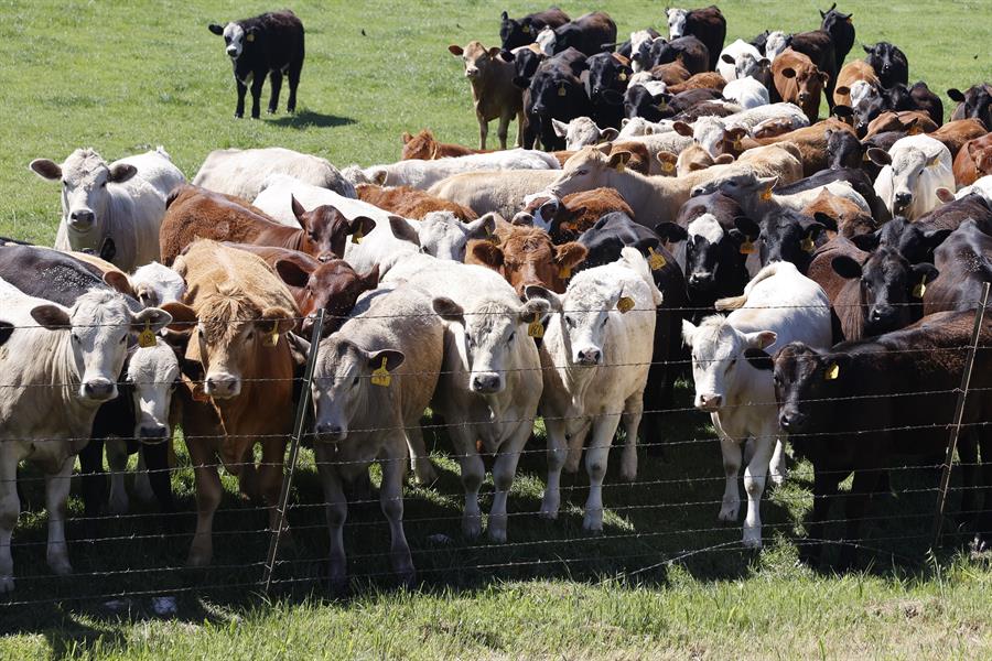 La OMS advierte de que el cambio climático está influyendo en la expansión de la gripe aviar