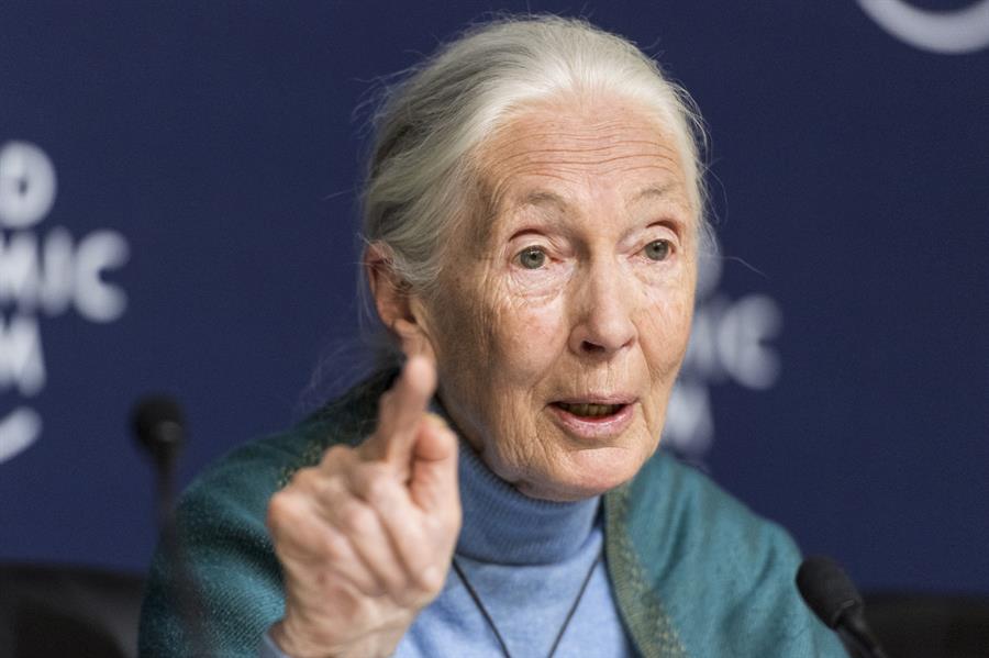 Jane Goodall, 90 años estudiando a los chimpancés para entender mejor al ser humano