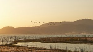 644-6-TECNOLOGÍA_Islas China Aves migratorias_Foto de a href=