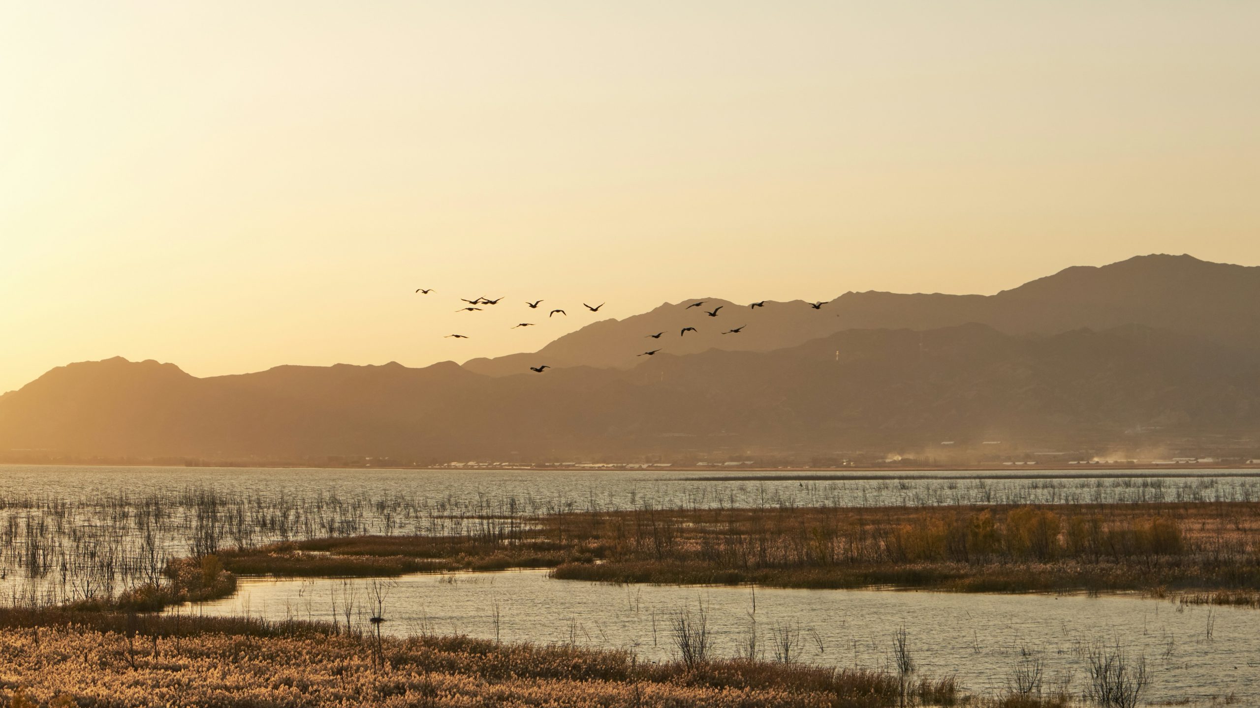 China construye ‘ecoislas’ para proteger a las aves migratorias