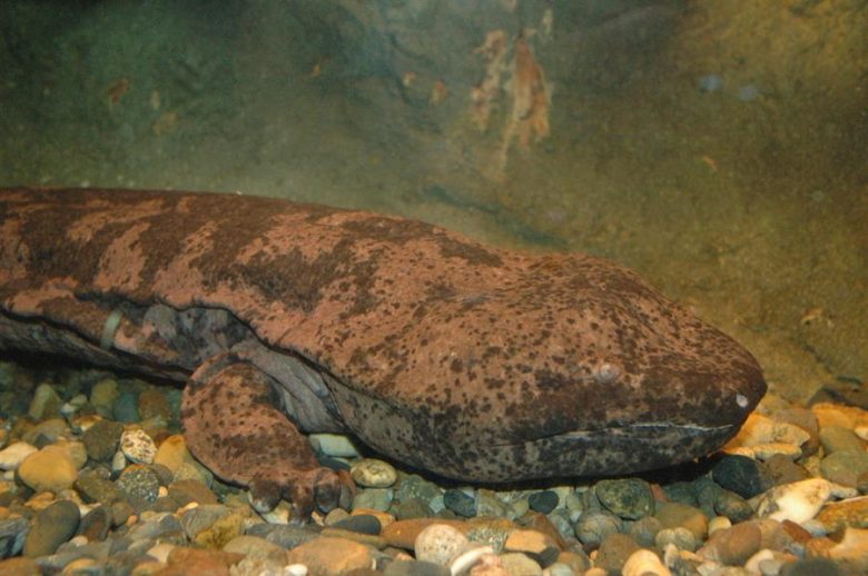 Japón halla ejemplares de la salamandra gigante china, casi extinta