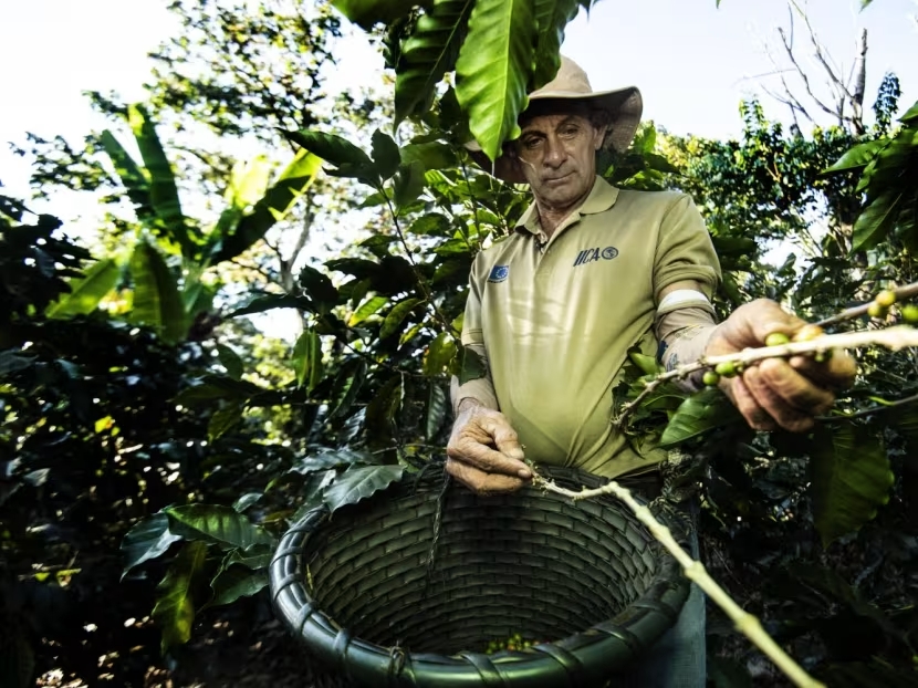 Costarricenses adoptan una tecnología para proteger sus cafetales