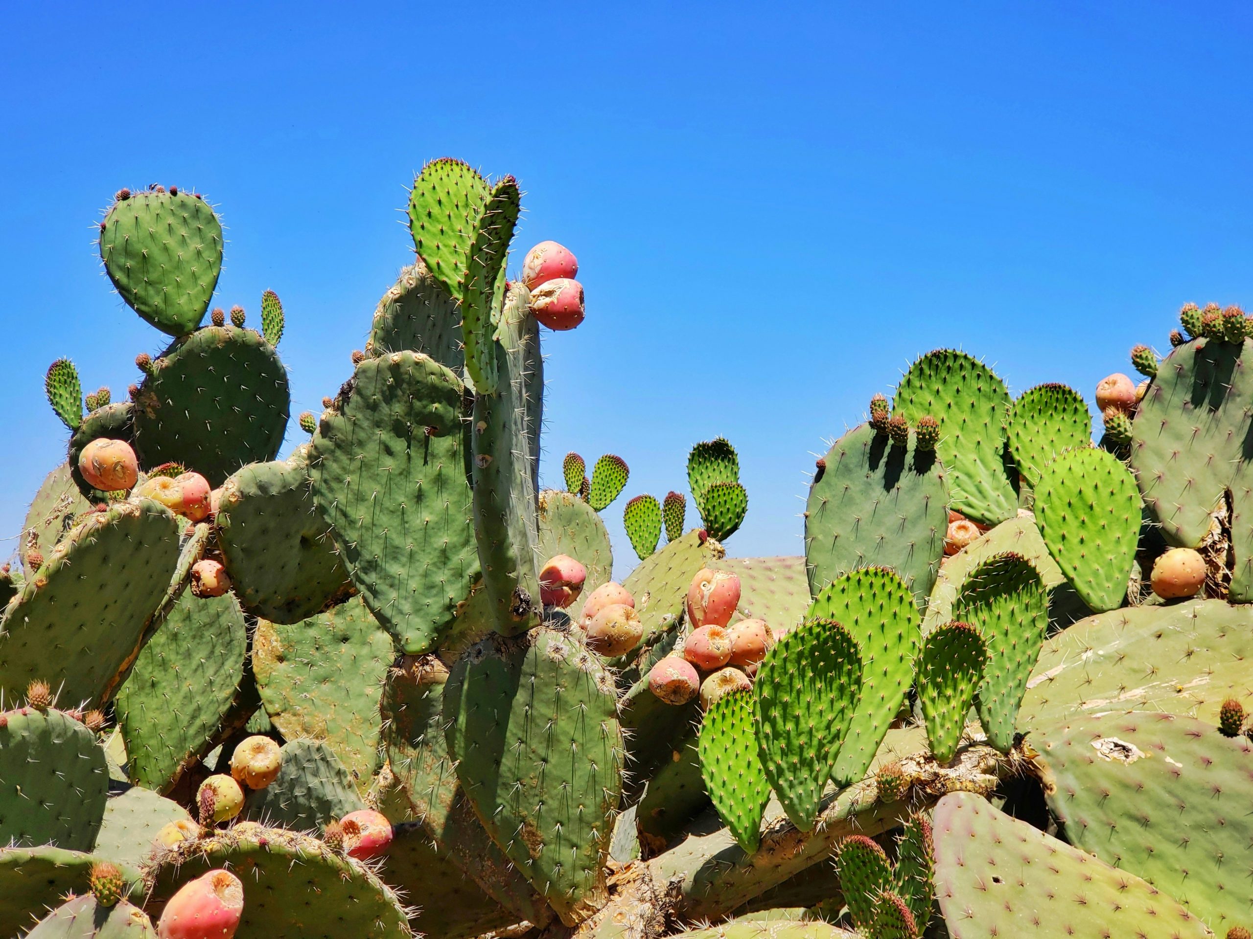 Un huerto promoverá el estudio del nopal para consumo humano y animal