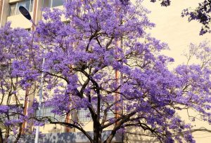 649-7-TECNOLOGÍA_Floración jacarandas_Imagen de a href=