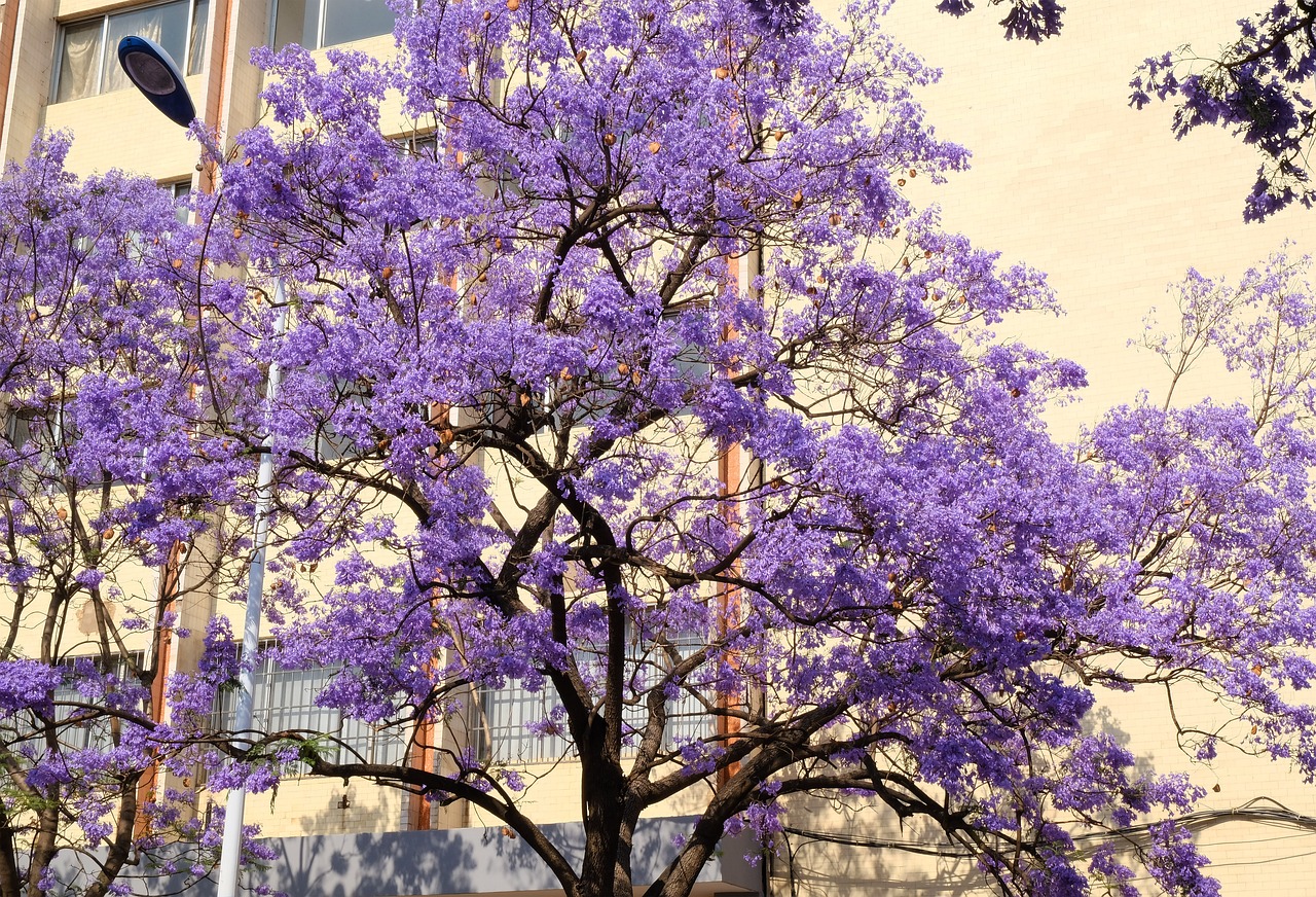 El adelanto del florecimiento de las jacarandas y su impacto en el ecosistema