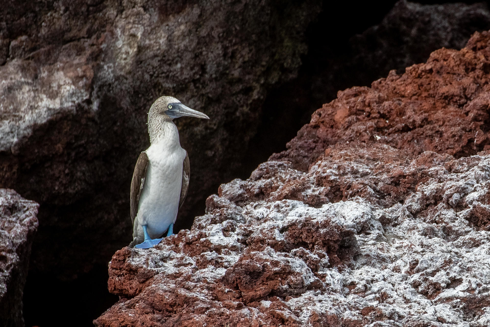 El fenómeno de El Niño disminuye el impacto de la gripe aviar en Galápagos