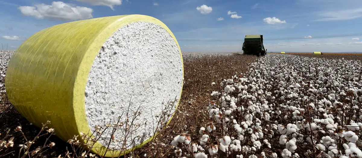 Gigantes europeos de la moda, vinculados a la deforestación