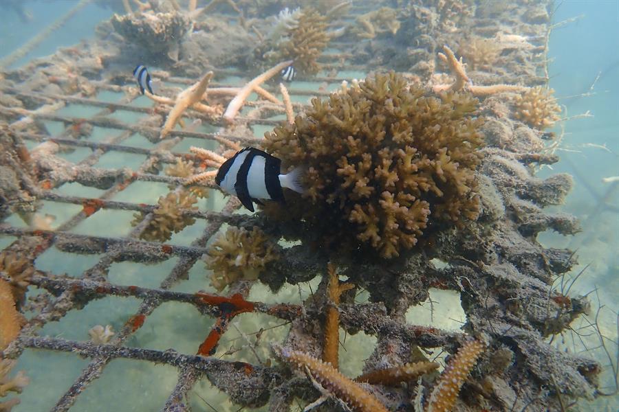 Los océanos están sufriendo un blanqueo masivo de los corales a nivel global, según NOAA