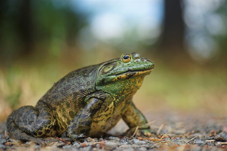 Las especies invasoras amenazan los servicios que prestan los ecosistemas europeos