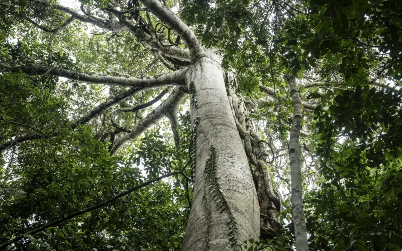 Expertos piden soluciones “basadas en la naturaleza” para la Amazonia
