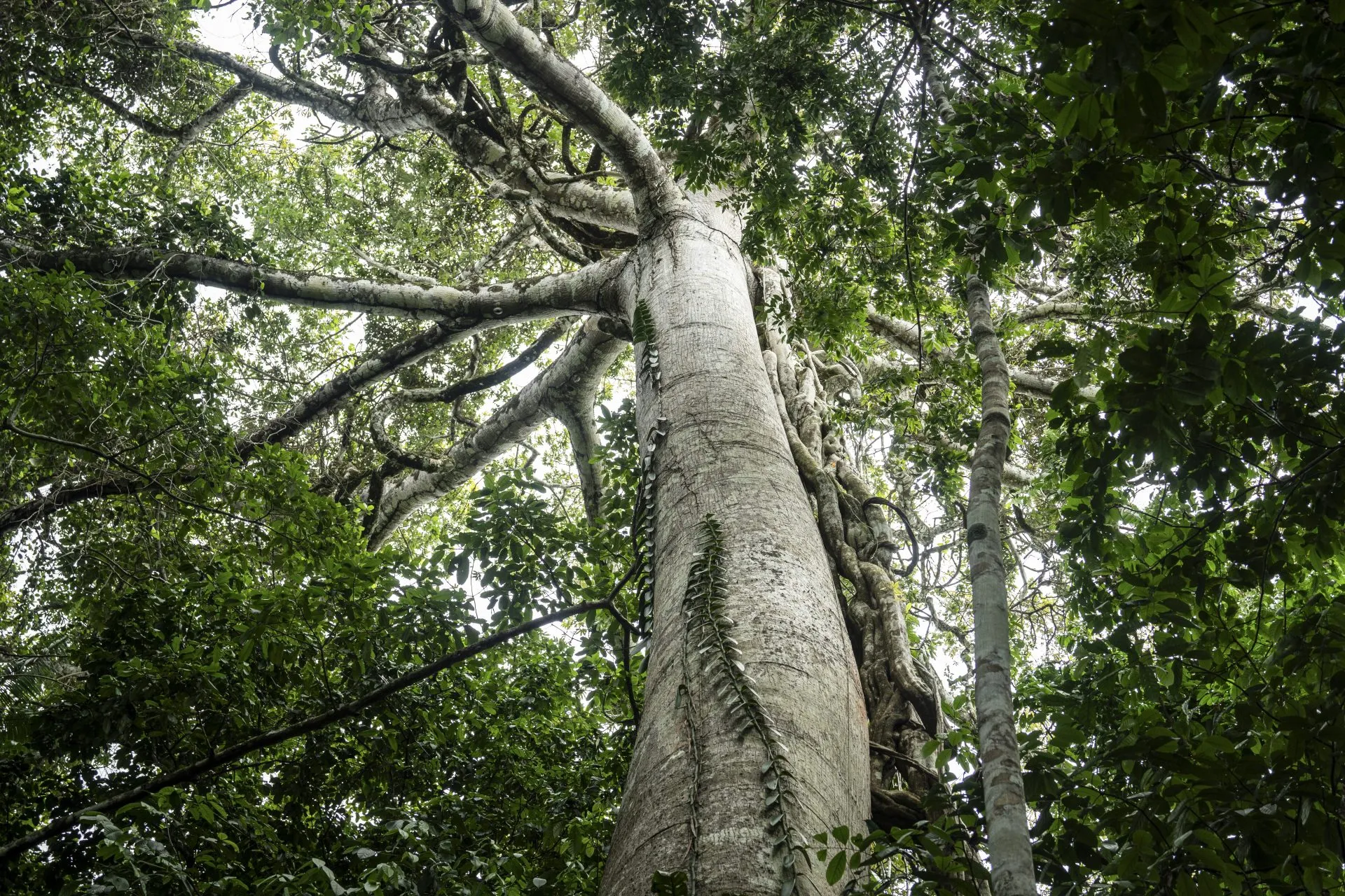 Expertos piden soluciones “basadas en la naturaleza” para la Amazonia
