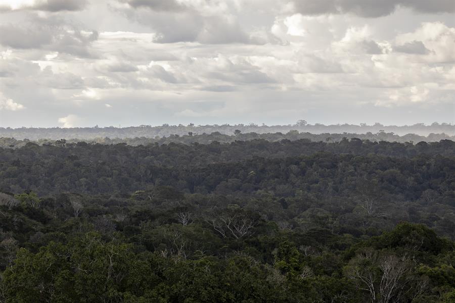 El museo en el que es posible una completa inmersión en la Amazonía brasileña