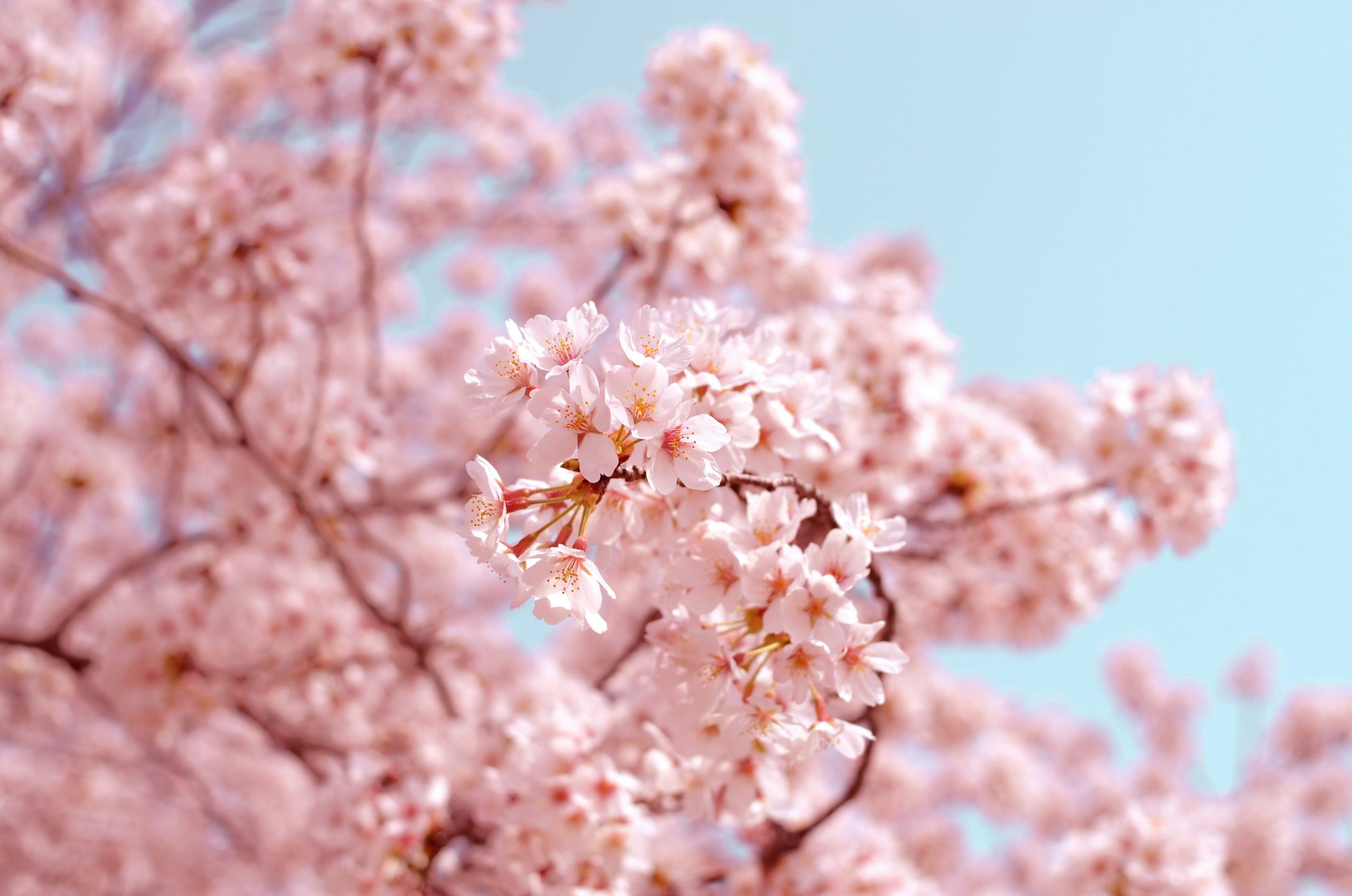 Los cerezos florecen cada vez más pronto en Japón por culpa del cambio climático