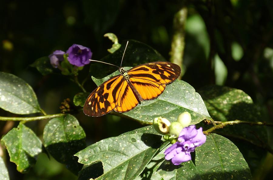 Mariposas amazónicas, un ejemplo de cómo pueden evolucionar las especies hibridadas