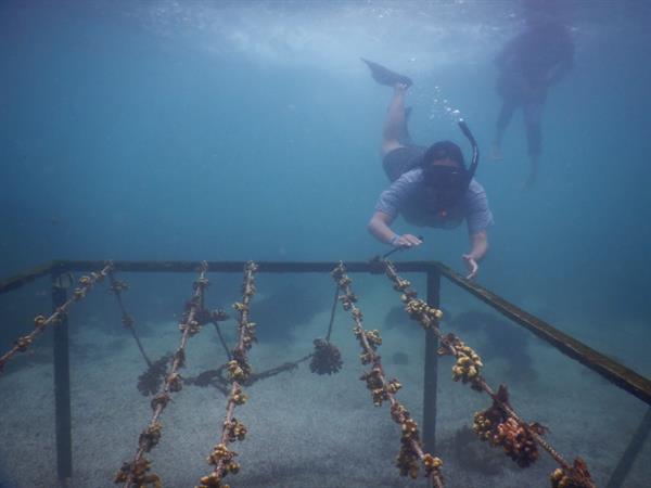 Unos 4.600 corales trasplantados en Galápagos para restaurar arrecifes que devastó El Niño