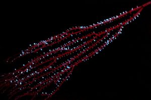 La bioluminiscencia evolucionó por primera vez en animales hace 540 millones de años